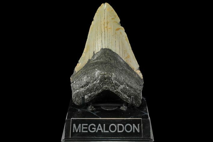 Fossil Megalodon Tooth - North Carolina #109800